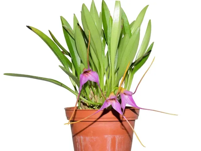 Masdevallia Sweet Leonie (Masdevallia)