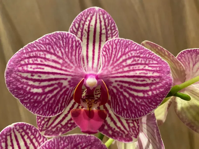 Phalaenopsis Pink Stripes