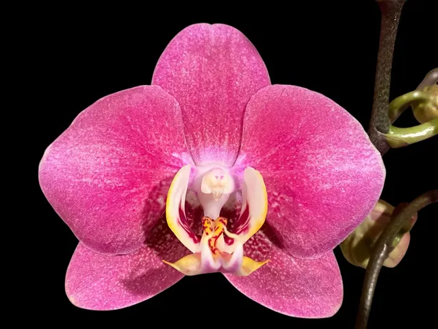 Phalaenopsis I-Hsin Rose Canary