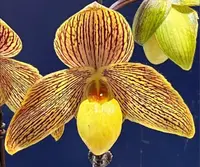 Paphiopedilum MEMORIA REX VANDELDEN (Lady Isobel x armeniacum)