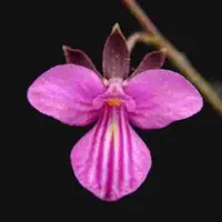 Tetramicra caraniculata sp.