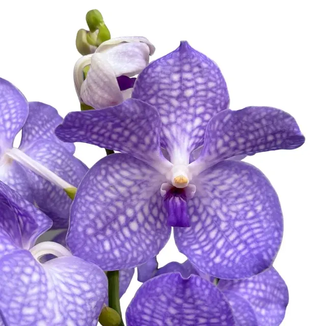 Vanda Kanchana Angelite