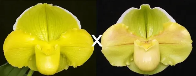 Paphiopedilum Magic Sun 'Solar Eclipse' x Mem. Robert Weltz 'Enchanted Orb' (Paphiopedilum)
