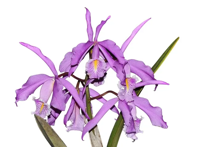 Cattleya maxima tall (Cattleya)