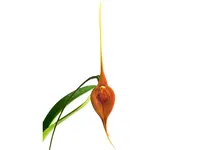 Masdevallia ayabacana