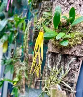Bulbophyllum thiurum