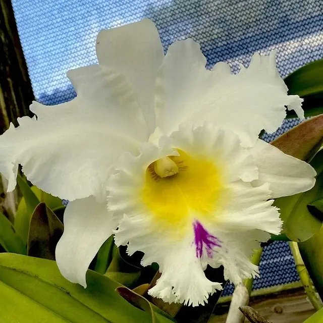 Rhyncholaeliocattleya Mount Hood