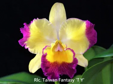 Rhyncholaeliocattleya Taiwan Fantasy 'T Y' (Rhyncholaeliocattleya)