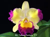 Rlc. Taiwan Fantasy 'T Y' (Taiwan Chaffinch Gold x Tzeng-Wen Beauty) (M415) (Hybrid) Rlc.=Rhyncholaeliocattleya
