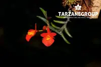 FERNANDEZIA SUBBIFLORA MINIATURE ORCHID MOUNTED