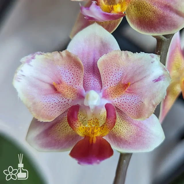 Phalaenopsis Jc Red Peacock
