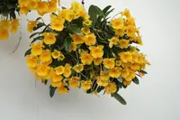 Dendrobium jenkinsii (aggregatum v jekinsii)