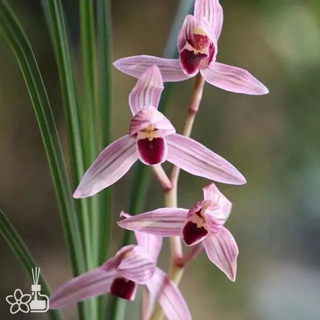 Cymbidium tortisepalum 'HONG-YAN'