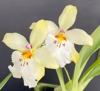 Vuylstekeara Celtic Sun 'Maya'
