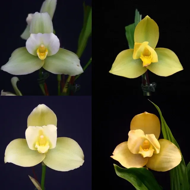 Lycaste Yellow Hybrid L7