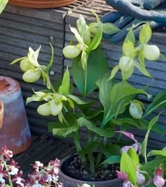 Cypripedium White Dove 'Big Plant'