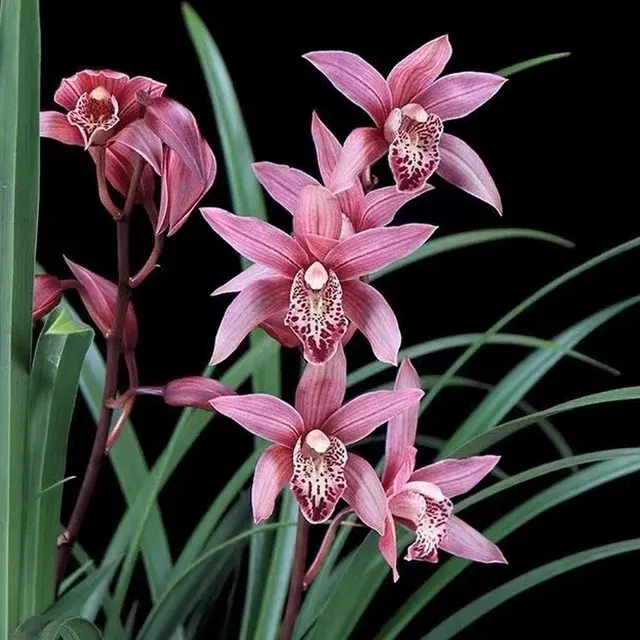 Cymbidium XiangLan Lady Taipei (Cymbidium)