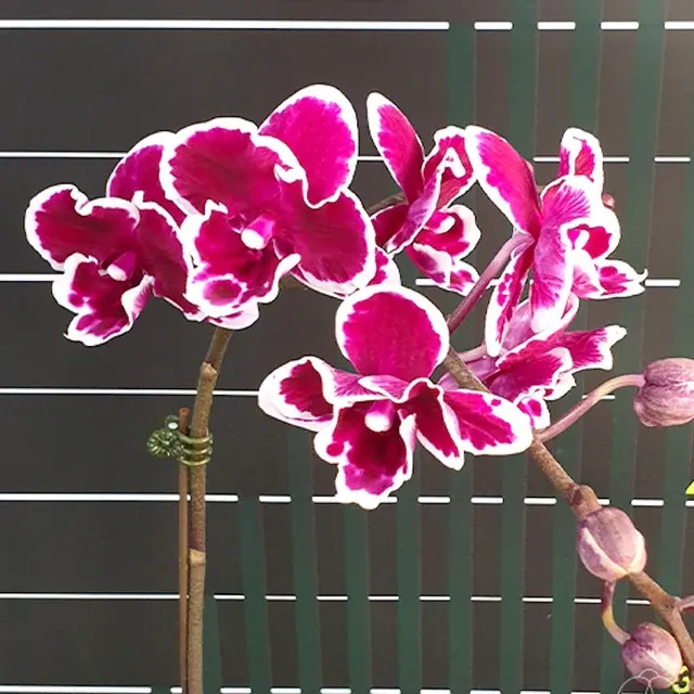 Phalaenopsis Pink Panther