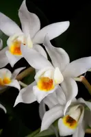 Coelogyne Jannine Banks 'Snow White' HCC/AOS/OSNSW'