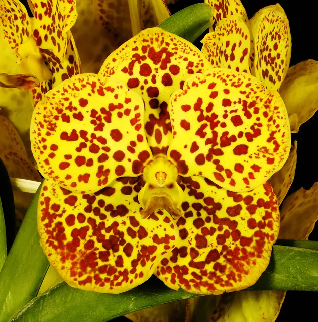 Vanda Christine Morales FCC/AOS 'Crownfox' (Vanda)