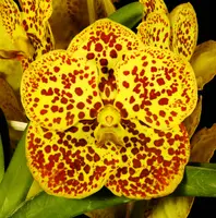 Vanda Christine Morales 'Crownfox' FCC/AOS