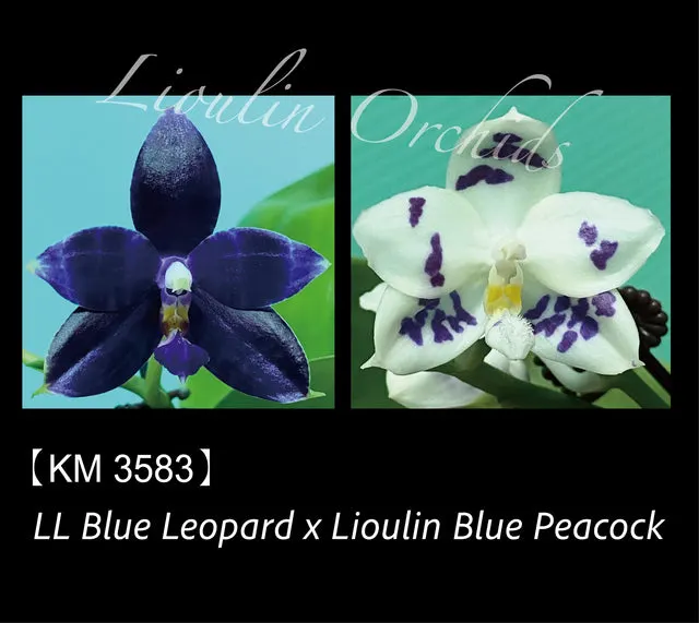 Phalaenopsis LL Blue Crake