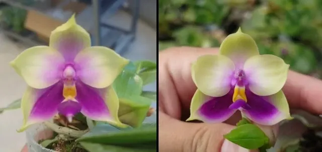 Phalaenopsis bellina coerulea x sib (Phalaenopsis)