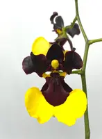 Oncidium Jiaho Queen ' Jiaho ' GM/TOGA ( Mulattas x varicosa )