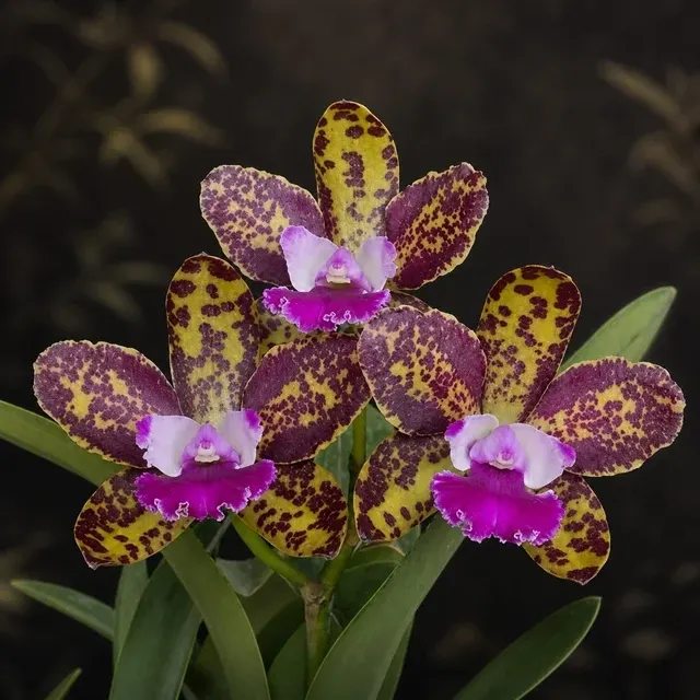 Rhyncholaeliocattleya Naomi's Delight 'SVO' (Rhyncholaeliocattleya)