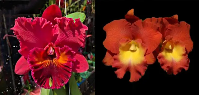 Rhyncholaeliocattleya Claudia Uribe Jaramillo (Rhyncholaeliocattleya)