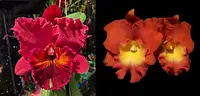 Rhyncholaeliocattleya Claudia Uribe Jaramillo