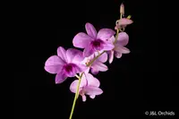 Dendrobium Enobi Purple