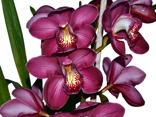 Cymbidium Kerta X Terama Warton X Pinata Liplocked (Cymbidium)