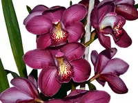 Cymbidium Kerta x Terama Warton x Pinata Liplocked (medium)