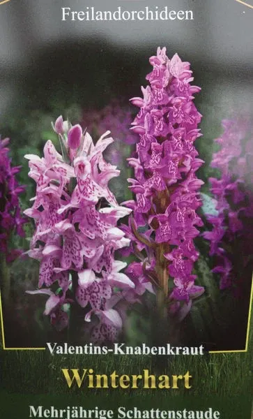 Noid Dactylorhiza