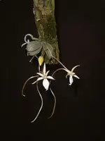 Aerangis punctata