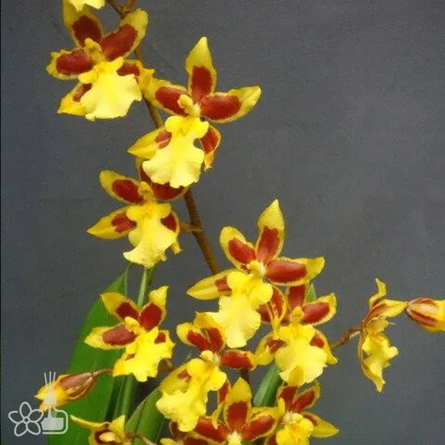 Wilsonara Golden Afternoon 'Chian-Tzy Wise'