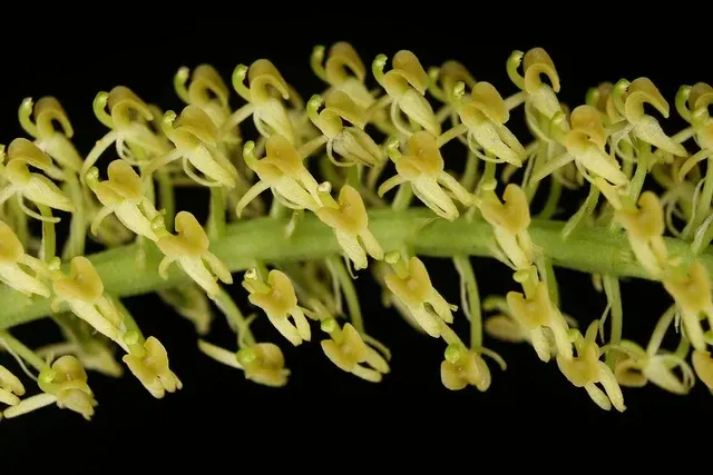 Liparis viridiflora (Liparis)