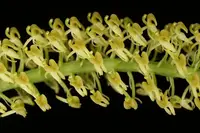 Liparis viridiflora