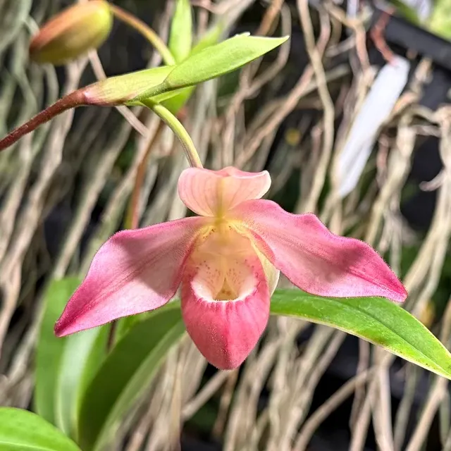 Phragmipedium Kelly Nash (Phragmipedium)