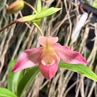 Phragmipedium Kelly Nash