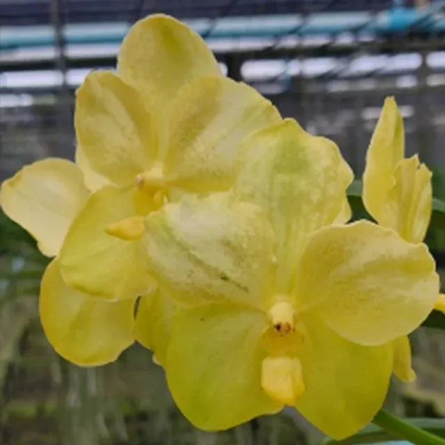 Vanda Prapathom Gold x Thailand (Vanda)