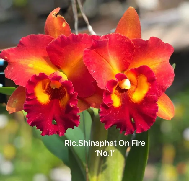 Brassolaeliocattleya Shinaphat on Fire '#1' (Brassolaeliocattleya)
