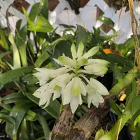 Dendrobium Hsinying Smile 'Mont Blanc' blooming size Dendrobium orchid clone unique beautiful blooms