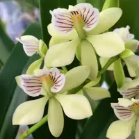Orchid Encyclia radiata (Encyclia radiata) — 2.5"