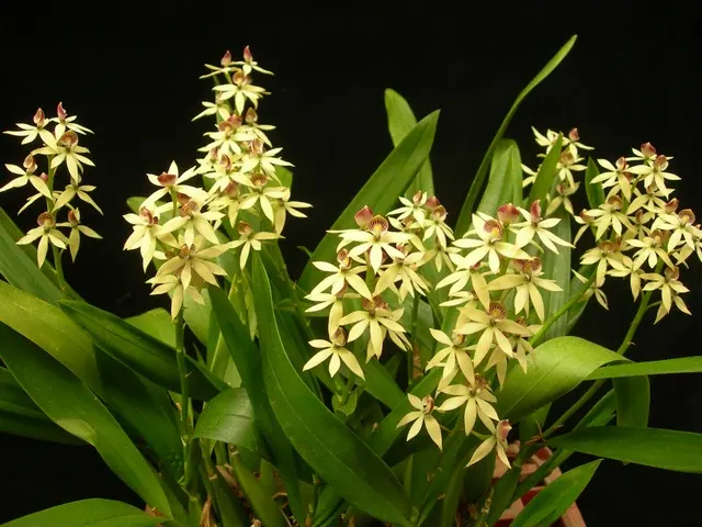Encyclia lancifolia (Encyclia)