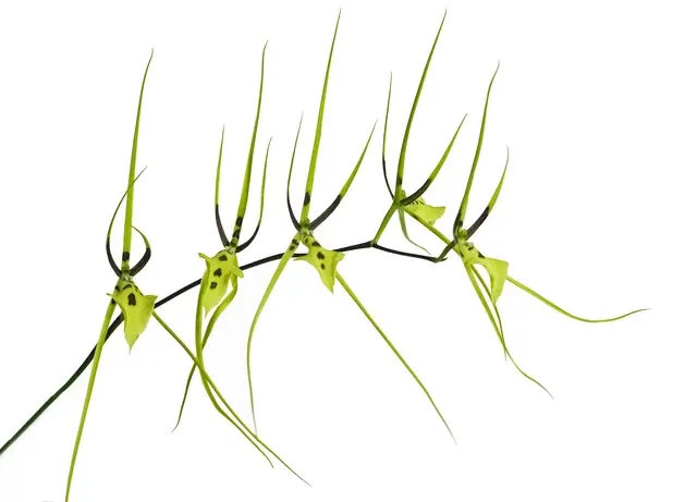 Brassia gireoudiana (Brassia)