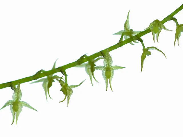 Platystele viridis (Platystele)