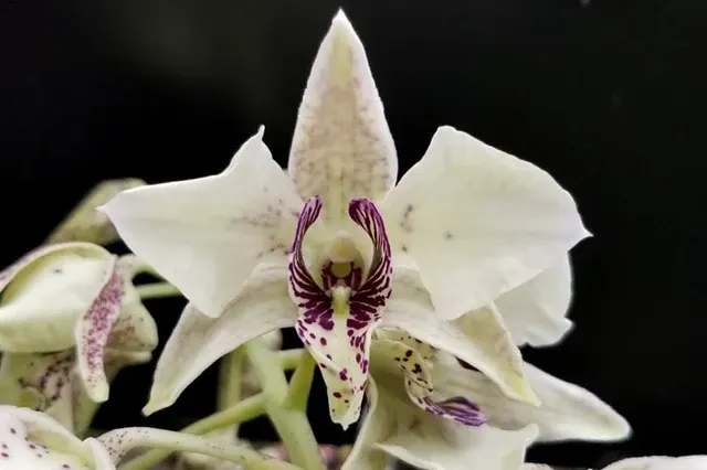 Dendrobium Roy Tokunaga Var. Semi Alba (Dendrobium)