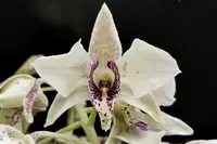 Dendrobium Roy Tokunaga var. semi alba